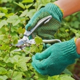 Kada i kako orezati ribizle